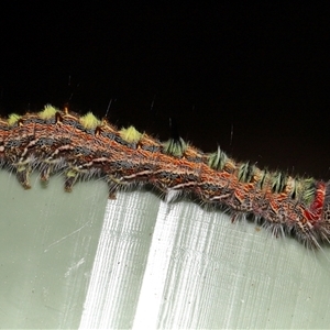 Unverified Moth (Lepidoptera) at Yarralumla, ACT - 7 May 2025 by TimL