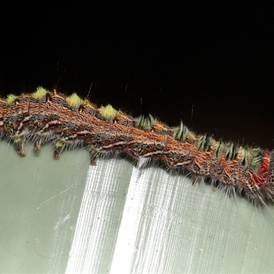 Pernattia pusilla (She-Oak Moth) at Yarralumla, ACT - 7 May 2025 by TimL