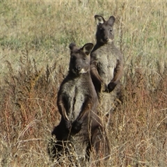 Osphranter robustus robustus (Eastern Wallaroo) at Tharwa, ACT - 29 May 2025 by Christine