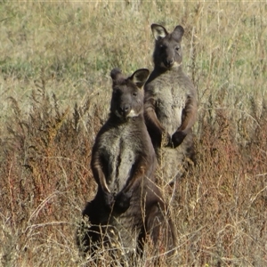 Osphranter robustus robustus at Tharwa, ACT - 29 May 2025 by Christine