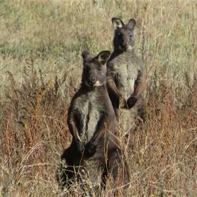 Osphranter robustus robustus (Eastern Wallaroo) at Tharwa, ACT - 29 May 2025 by Christine