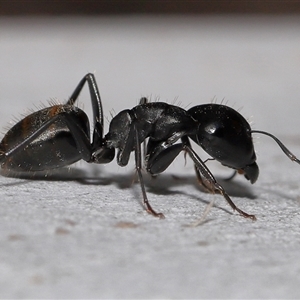 Camponotus aeneopilosus at Acton, ACT - 20 May 2025 by TimL