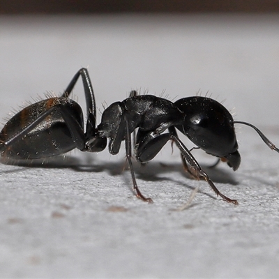 Camponotus aeneopilosus (A Golden-tailed sugar ant) at Acton, ACT - 20 May 2025 by TimL