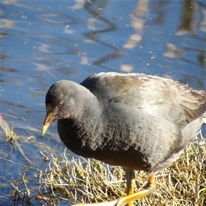 Gallinula tenebrosa at Fyshwick, ACT - Yesterday by MatthewFrawley