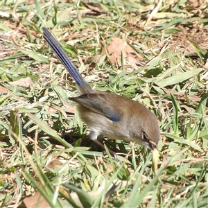 Malurus cyaneus at Fyshwick, ACT - Yesterday by MatthewFrawley