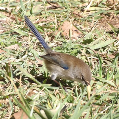 Malurus cyaneus at Fyshwick, ACT - 30 May 2025 by MatthewFrawley