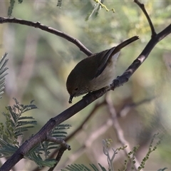 Acanthiza pusilla at Kambah, ACT - 30 May 2025 by RodDeb