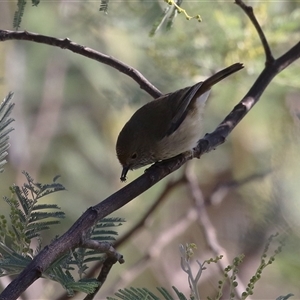 Acanthiza pusilla at Kambah, ACT - Yesterday by RodDeb