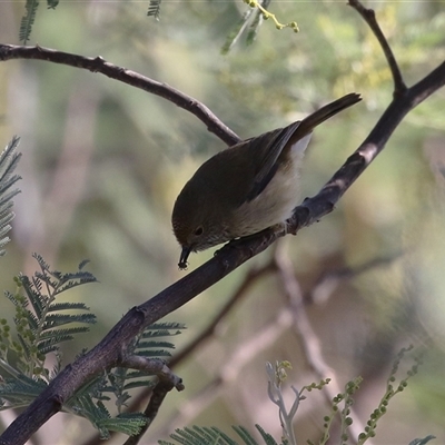 Acanthiza pusilla at Kambah, ACT - 30 May 2025 by RodDeb