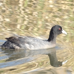 Fulica atra at Fyshwick, ACT - 30 May 2025 by MatthewFrawley