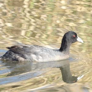 Fulica atra at Fyshwick, ACT - Yesterday by MatthewFrawley