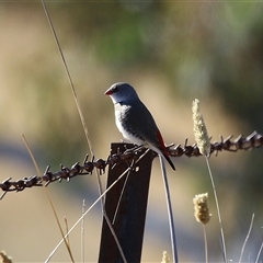 Stagonopleura guttata (Diamond Firetail) at Kambah, ACT - 30 May 2025 by RodDeb