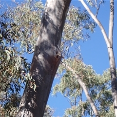 Pardalotus striatus at Ballyroe, NSW - 1 Jan 2019 01:32 PM