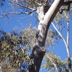 Pardalotus striatus at Ballyroe, NSW - 1 Jan 2019 01:32 PM