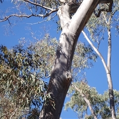 Pardalotus striatus at Ballyroe, NSW - 1 Jan 2019 01:32 PM