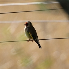 Carduelis carduelis (European Goldfinch) at Kambah, ACT - 30 May 2025 by RodDeb