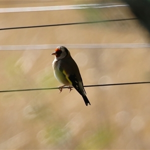 Carduelis carduelis (European Goldfinch) at Kambah, ACT - Yesterday by RodDeb