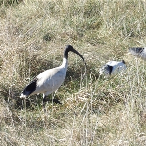 Threskiornis molucca at Fyshwick, ACT - Yesterday by MatthewFrawley