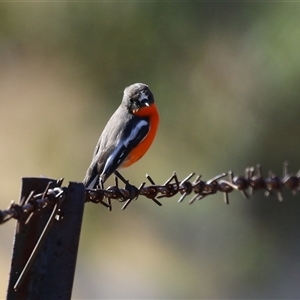 Petroica phoenicea (Flame Robin) at Kambah, ACT - Yesterday by RodDeb