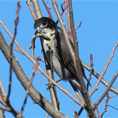 Cracticus torquatus (Grey Butcherbird) at Kambah, ACT - 30 May 2025 by RodDeb