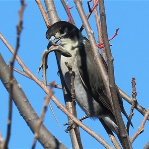 Ctenotus robustus at Kambah, ACT - Yesterday by RodDeb