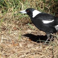 Gymnorhina tibicen at Fyshwick, ACT - Yesterday by MatthewFrawley