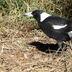 Gymnorhina tibicen at Fyshwick, ACT - Yesterday by MatthewFrawley