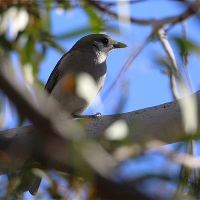 Colluricincla harmonica (Grey Shrikethrush) at Kambah, ACT - 30 May 2025 by RodDeb