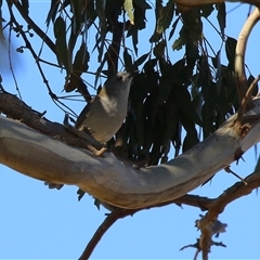 Colluricincla harmonica at Kambah, ACT - 30 May 2025 01:49 PM
