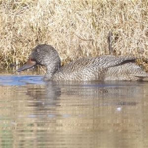 Stictonetta naevosa at Fyshwick, ACT - Yesterday by MatthewFrawley
