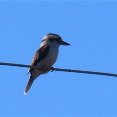 Dacelo novaeguineae (Laughing Kookaburra) at Kambah, ACT - 30 May 2025 by RodDeb