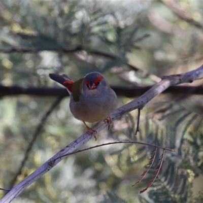 Neochmia temporalis (Red-browed Finch) at Kambah, ACT - 30 May 2025 by RodDeb