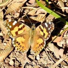 Vanessa kershawi (Australian Painted Lady) at Aranda, ACT - Yesterday by KMcCue