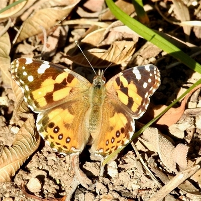 Vanessa kershawi (Australian Painted Lady) at Aranda, ACT - Yesterday by KMcCue