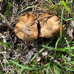 Unverified Cap on a stem; gills below cap [mushrooms or mushroom-like] at Broke, NSW - 30 May 2025 by RoyP