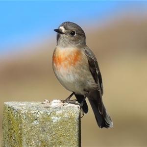 Petroica boodang (Scarlet Robin) at Kambah, ACT - Yesterday by RodDeb