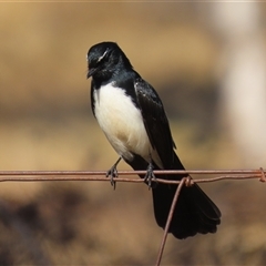 Rhipidura leucophrys (Willie Wagtail) at Kambah, ACT - 30 May 2025 by RodDeb