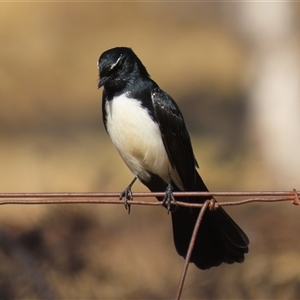 Rhipidura leucophrys (Willie Wagtail) at Kambah, ACT - Yesterday by RodDeb
