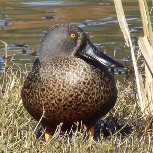 Spatula rhynchotis at Fyshwick, ACT - Yesterday by MatthewFrawley