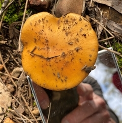 Unverified Cap on a stem; gills below cap [mushrooms or mushroom-like] at Broke, NSW - 30 May 2025 by RoyP