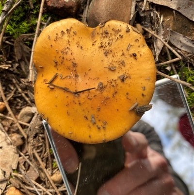 Unverified Cap on a stem; gills below cap [mushrooms or mushroom-like] at Broke, NSW - 30 May 2025 by RoyP