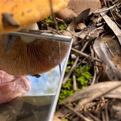 Cortinarius sp. at Broke, NSW - 30 May 2025 11:39 AM
