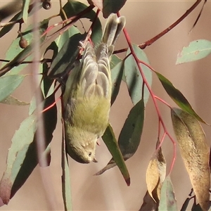 Smicrornis brevirostris (Weebill) at Kambah, ACT - Yesterday by RodDeb