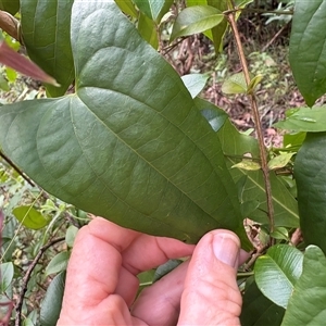 Dioscorea transversa (Native Yam) at Caparra, NSW - Today by maznee