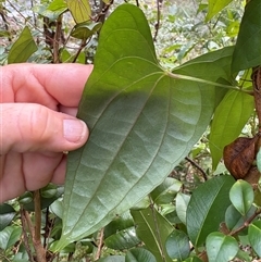Dioscorea transversa at Caparra, NSW - 31 May 2025 01:09 PM