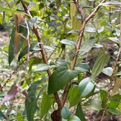 Dioscorea transversa at Caparra, NSW - 31 May 2025 01:09 PM