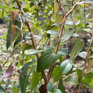 Dioscorea transversa at Caparra, NSW - 31 May 2025 01:09 PM