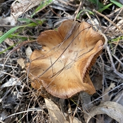 Unverified Cap on a stem; gills below cap [mushrooms or mushroom-like] at Broke, NSW - 30 May 2025 by RoyP