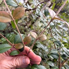 Backhousia myrtifolia (Carrol, Grey Myrtle, Cinnamon Myrtle) at Caparra, NSW - Yesterday by maznee