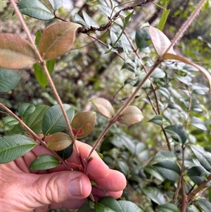 Backhousia myrtifolia (Carrol, Grey Myrtle, Cinnamon Myrtle) at Caparra, NSW - Today by maznee